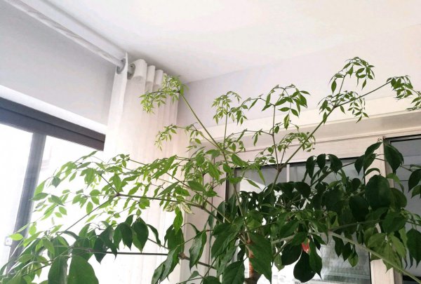 幸福树多久浇一次水