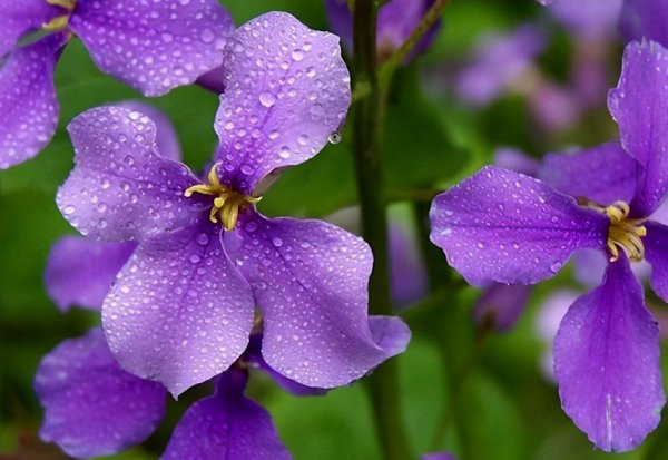 二月兰什么时候开花
