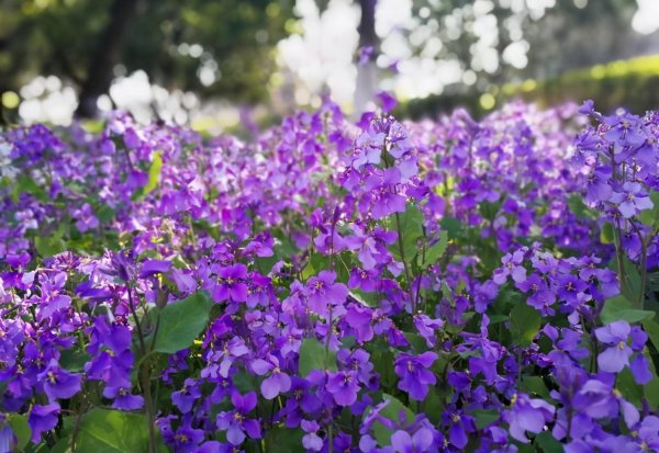 二月兰什么时候开花