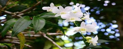 怎样养兰花才能长得旺盛 兰花的养护小窍门