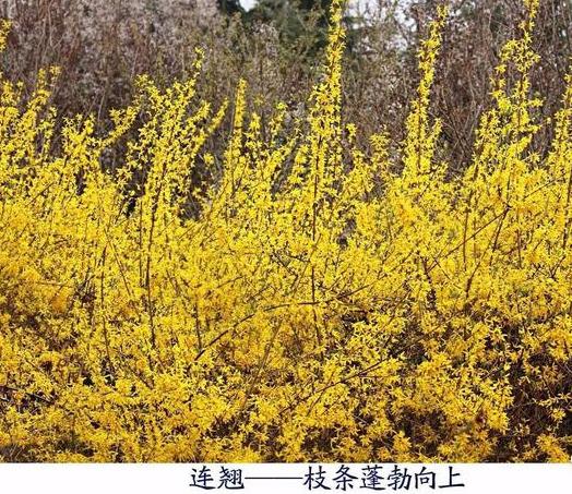 连翘什么时候开花