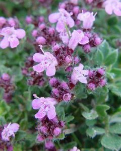 百里香什么时候开花 观赏百里香花期简介