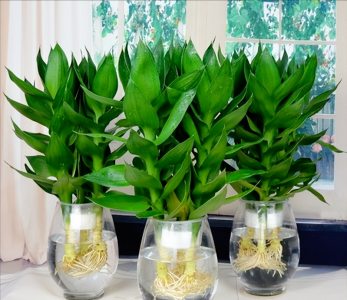 水养植物有哪些最好养 水养花卉品种大全