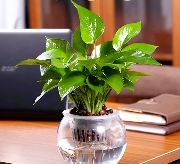 水养植物有哪些最好养
