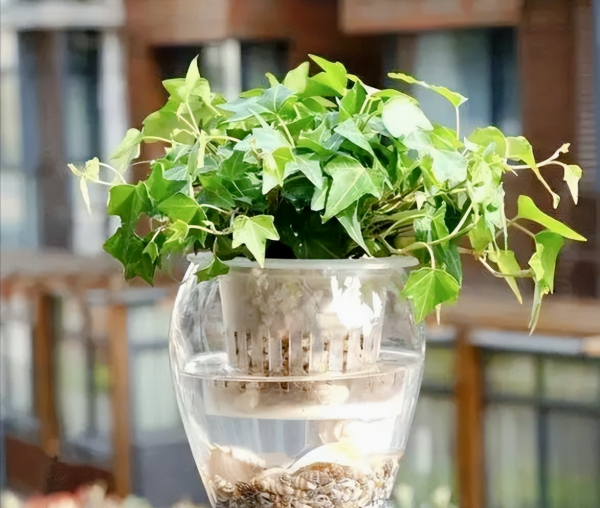 水养植物有哪些最好养