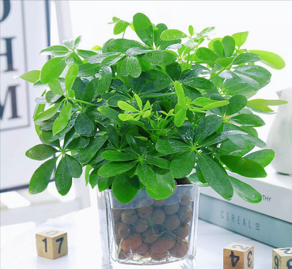 水养植物有哪些最好养