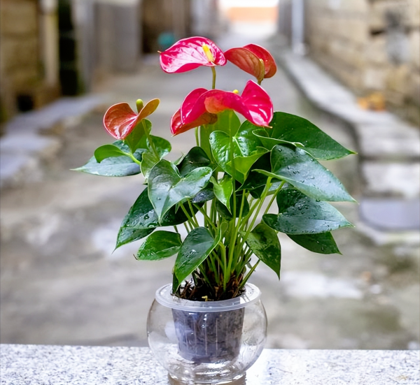 水养植物有哪些最好养