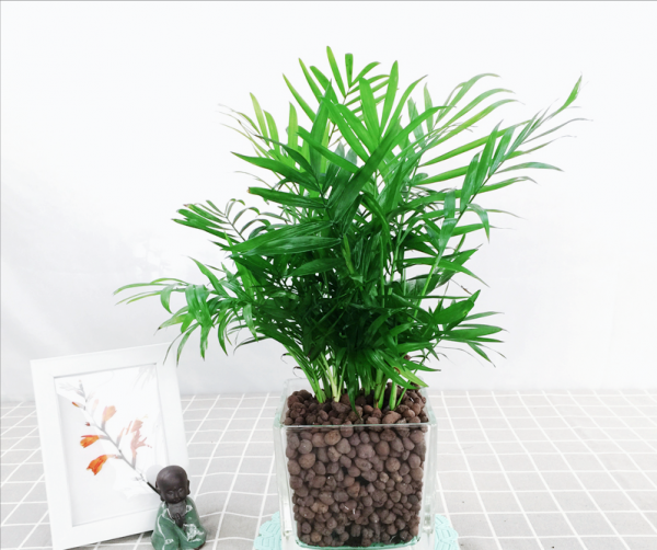 水养植物有哪些最好养