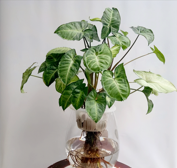 水养植物有哪些最好养