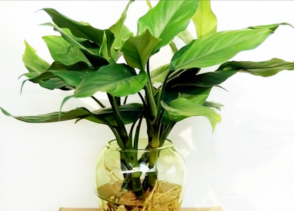 水养植物有哪些最好养