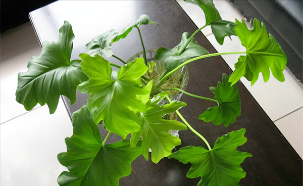水养植物有哪些最好养