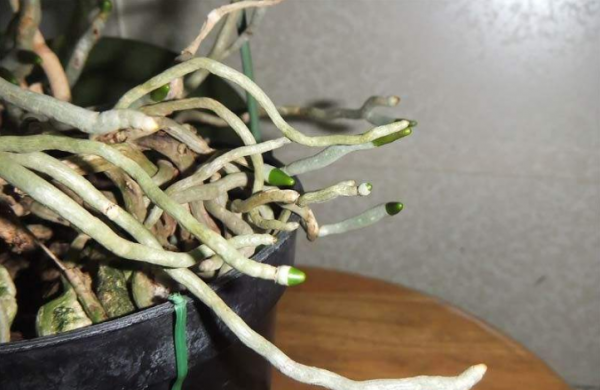 蝴蝶兰施什么肥最好