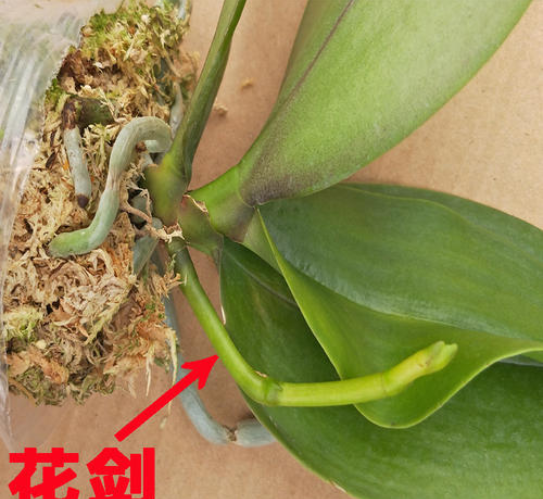 蝴蝶兰施什么肥最好