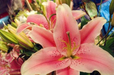 香水百合花怎么养 香水百合醒花的正确方法和技巧