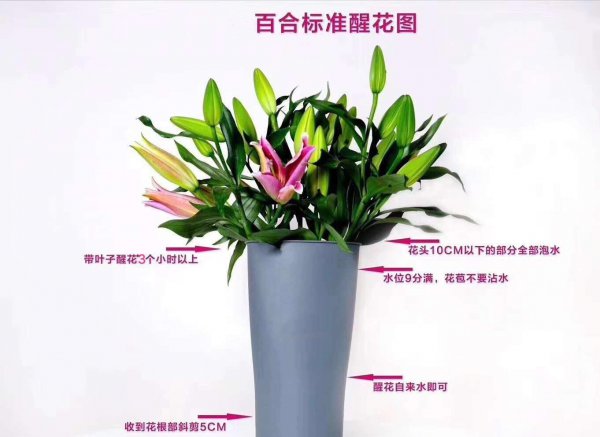 香水百合花怎么养
