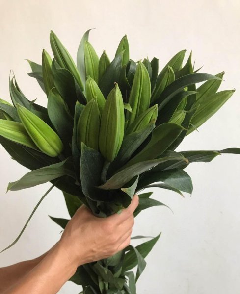 香水百合花怎么养