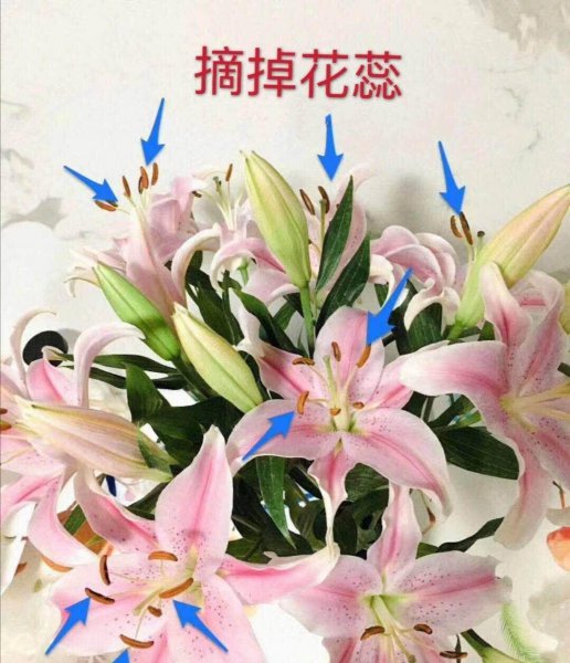 香水百合花怎么养