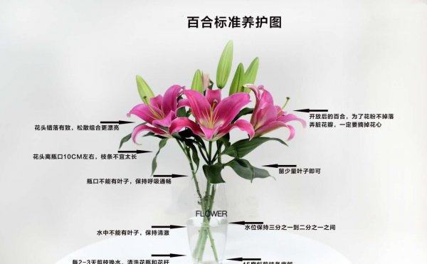 香水百合花怎么养