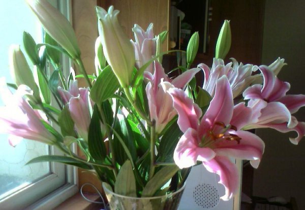 香水百合花怎么养