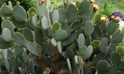 仙人掌有哪一些特点 仙人掌植物的特点介绍