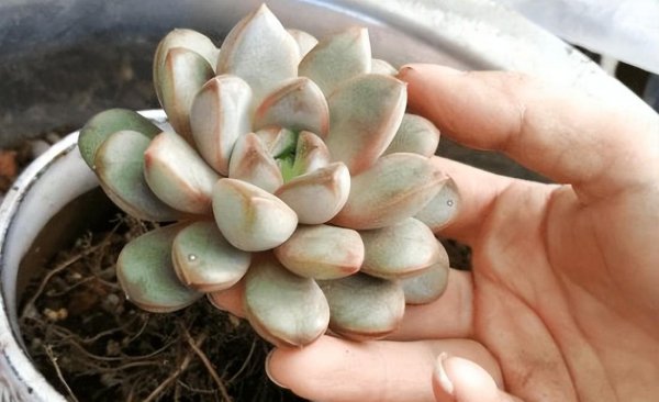多肉爆盆后怎么移栽