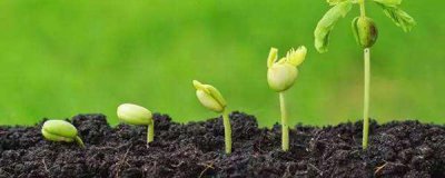 花种子怎么种容易发芽 花籽种植方法教程