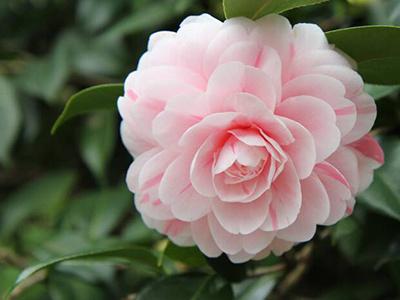 花种子怎么种容易发芽