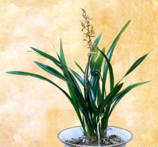 兰花哪个品种好养 适合室内养的兰花品种推荐