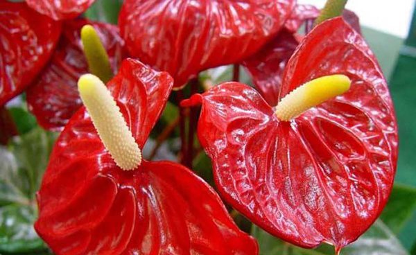 火鹤花怎么养长得好