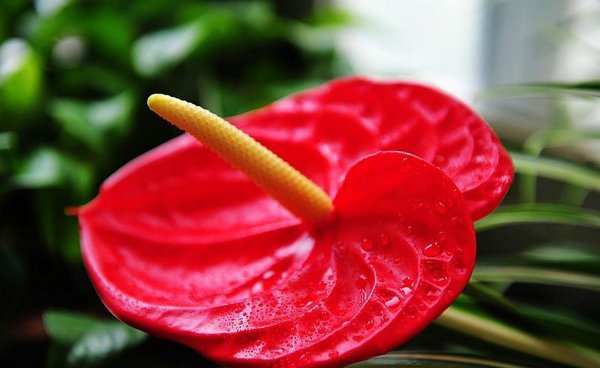 火鹤花怎么养长得好