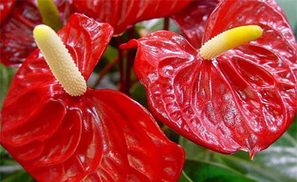 火鹤花怎么养长得好