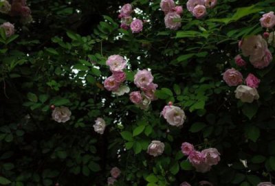 蔷薇花什么时候开 观赏蔷薇花花期简介