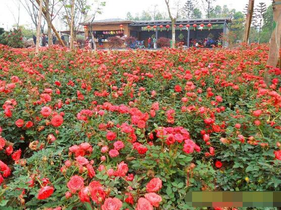 蔷薇花什么时候开