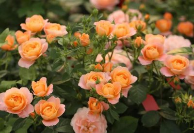 什么月季花期长开花勤又好养 月季勤花品种排名