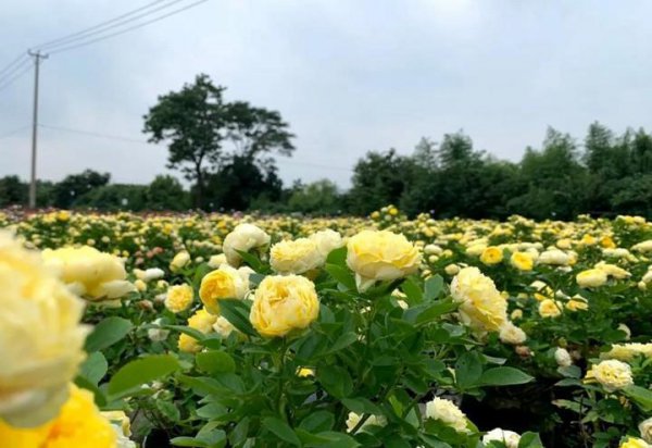 什么月季花期长开花勤又好养