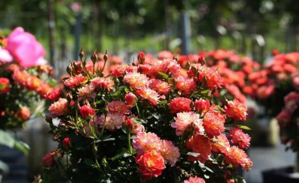 什么月季花期长开花勤又好养