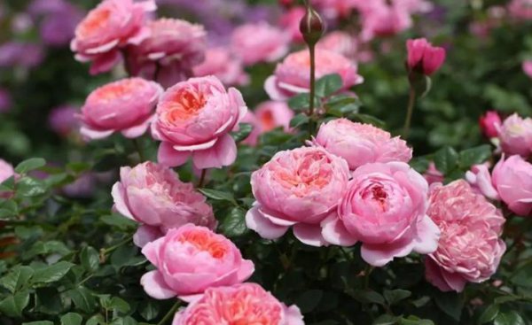 什么月季花期长开花勤又好养