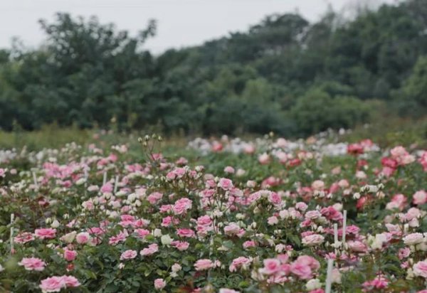 什么月季花期长开花勤又好养
