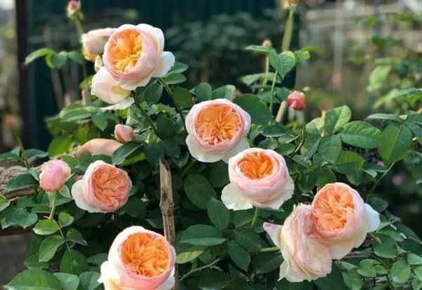 什么月季花期长开花勤又好养