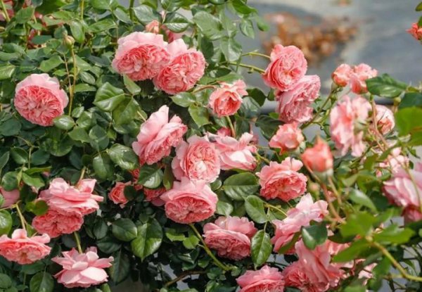 什么月季花期长开花勤又好养