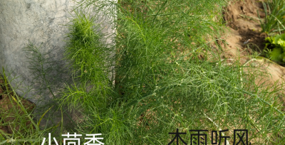 小茴香几月份种合适 小茴香的种植方法和时间