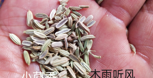 小茴香几月份种合适