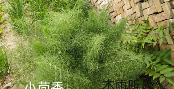 小茴香几月份种合适