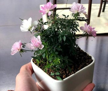 姬月季用什么土养比较好 姬月季的养殖方法和注意事项