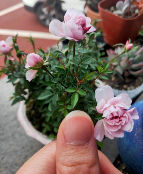 姬月季用什么土养比较好
