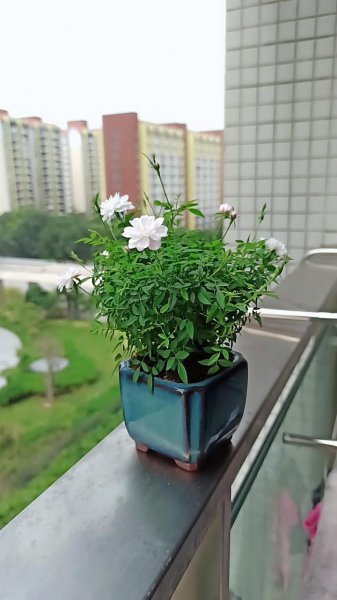 姬月季用什么土养比较好
