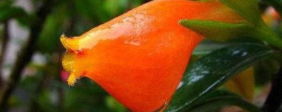 小金鱼花怎么养能开花 金鱼花的养护小窍门
