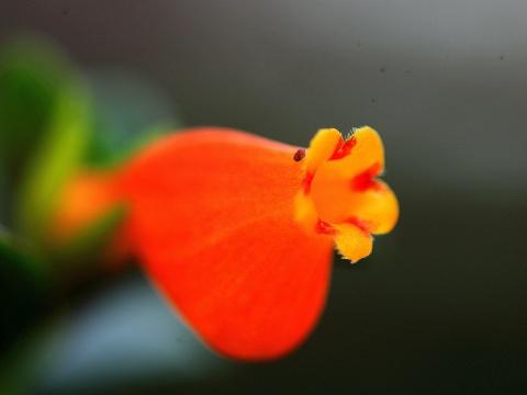 小金鱼花怎么养能开花