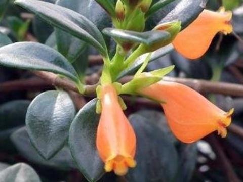 小金鱼花怎么养能开花