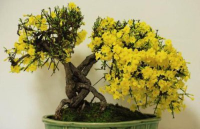 迎春花如何修剪 迎春花修剪时间和技巧